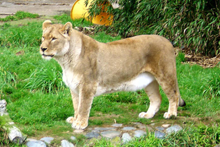 lioness