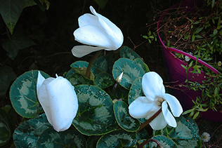 White Cyclamen