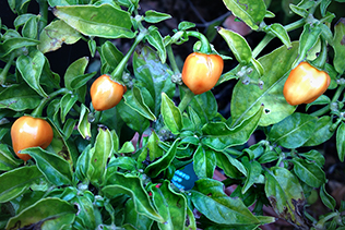 4 Habaneros