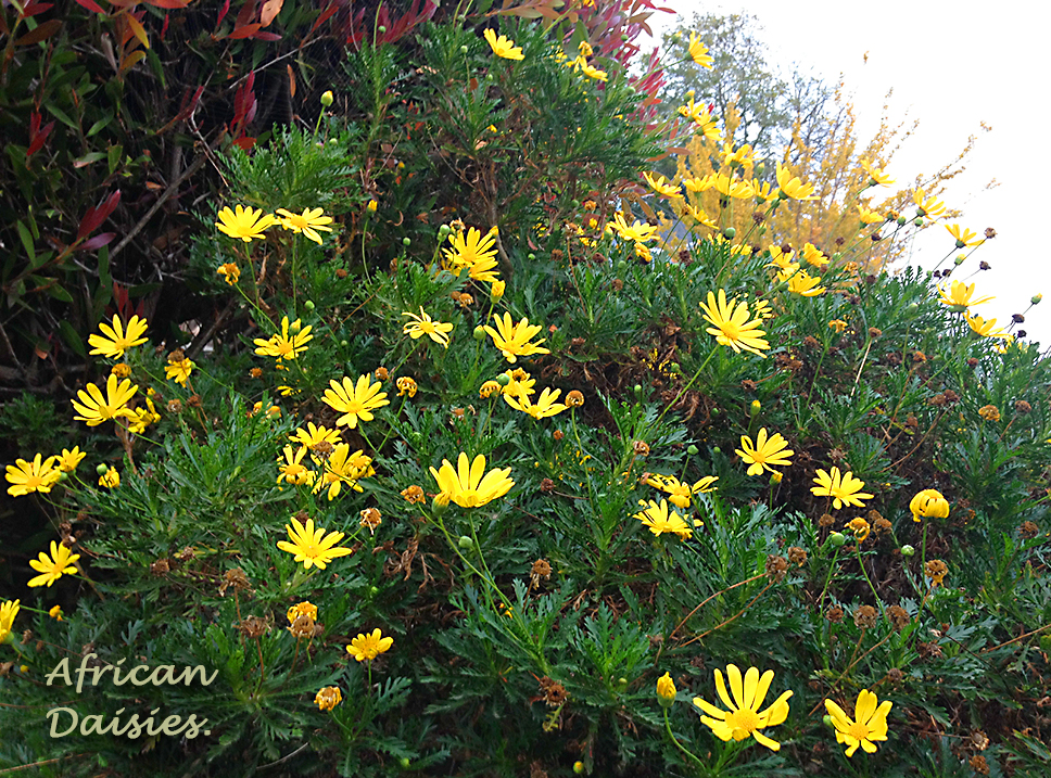 African Daisies