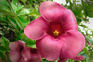 Allamanda