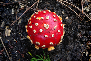 Amanita mushroom