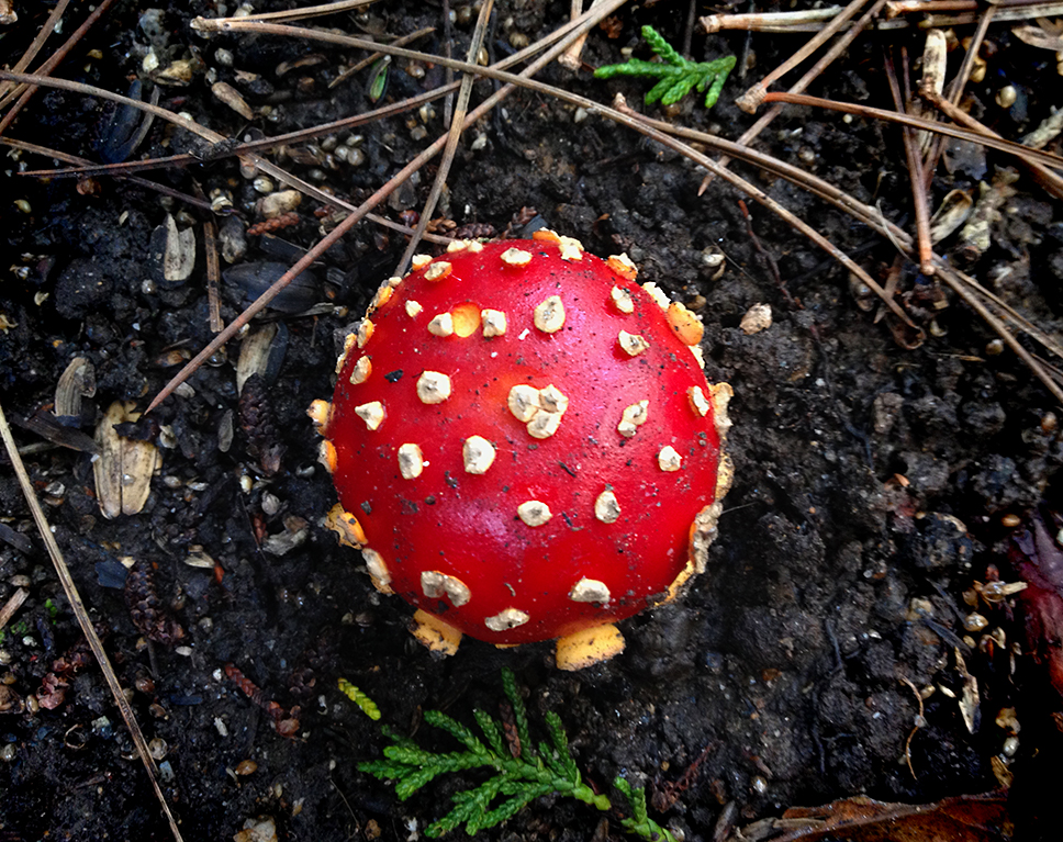 Amanita mushroom