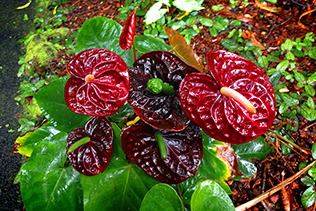 Anthurium