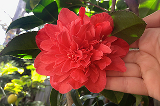 April Camellia