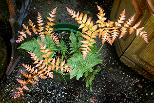 Autumn Fern