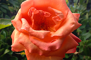 Autumn Orange Rose