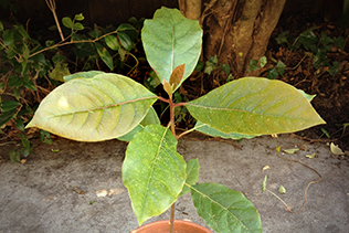 AvocadoTree