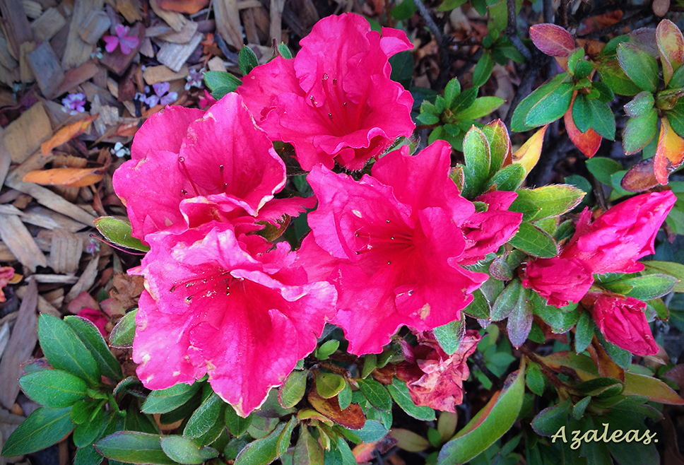 Azaleas