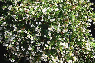 Bacopa Blooms