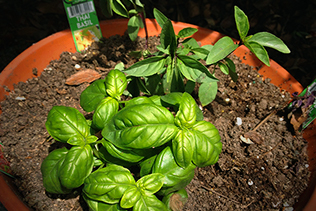 basil