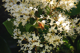 Bee Buzzing on privet hedge