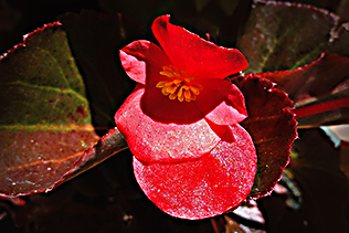 Begonia Flower