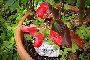 Begonia and Grumpy Rock