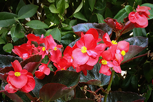 Begonia Riot