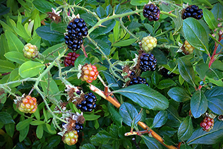 Berries Thorns