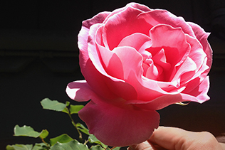 Big Pink rose