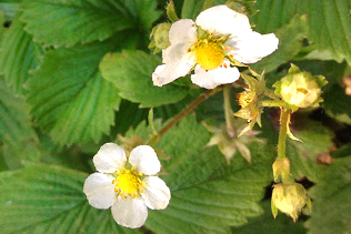 Big Sur Berry Blooms