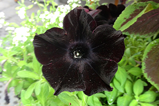 Black Petunias