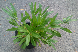 BlackSage
