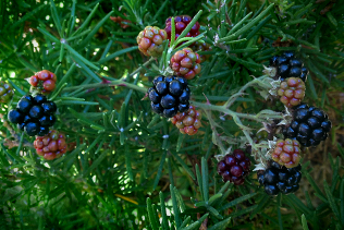 Blackberries and rosemary