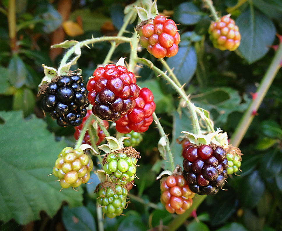 Blackberries