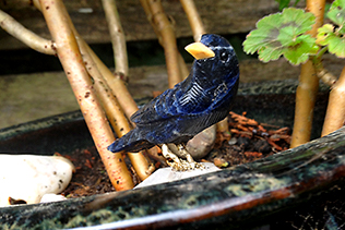 Blue Stone Bird