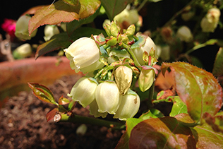 Blueberry Blooms