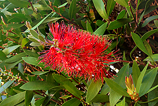 Bottlebrush