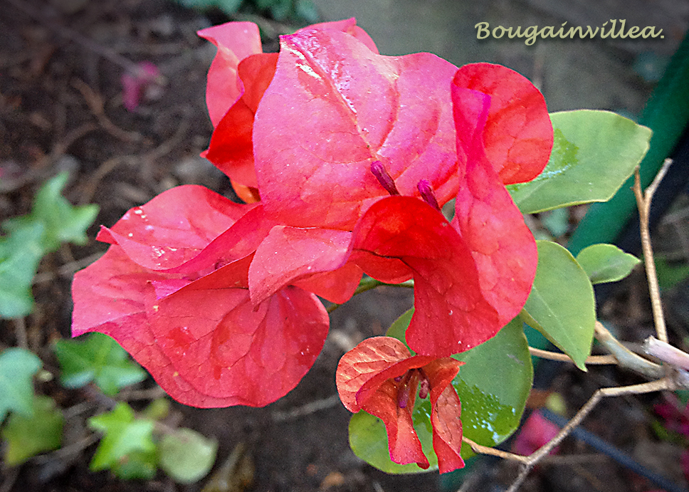 Bougainvillea