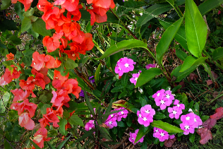 BougainvilleaVinca