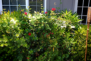 Bushy Hedge