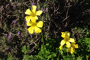 Buttercups and Lavender