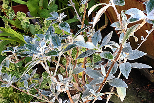 ButterflyBush