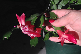 CactusBlooms