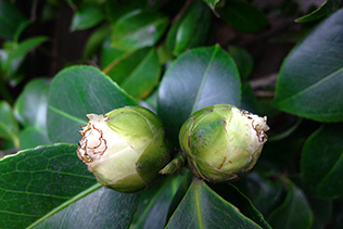 Camellia Buds