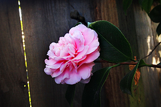 Camellia By Fence