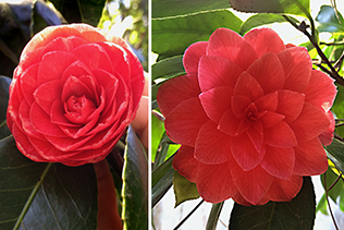 Camellias