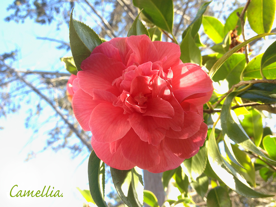 Camellia in a sunbeam