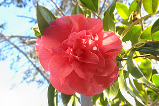 camellia