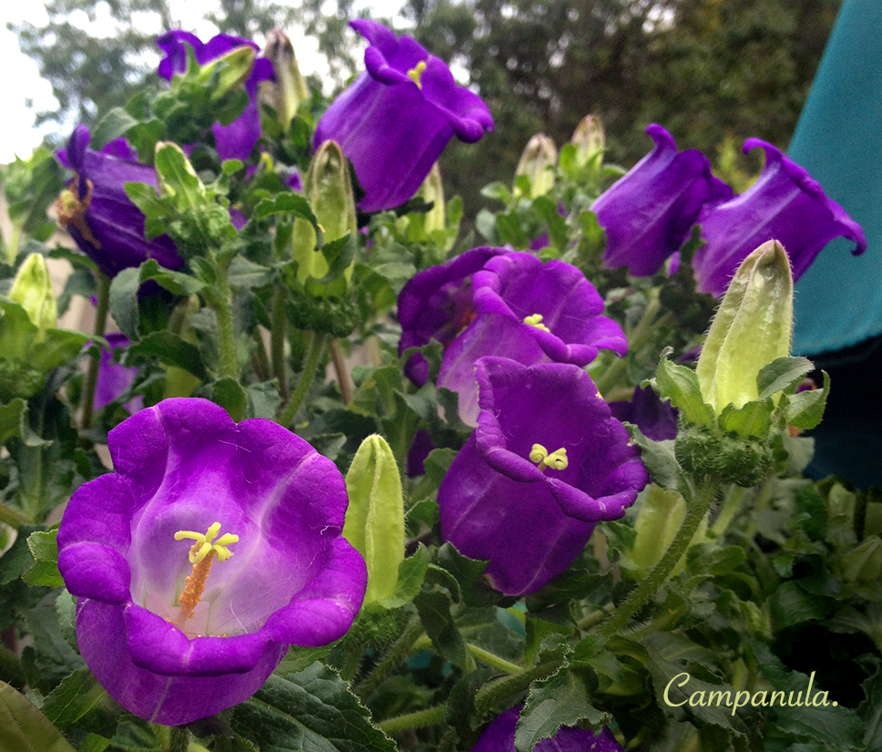 Campanula