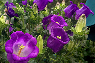 Campanula