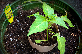 CayenneSeedling