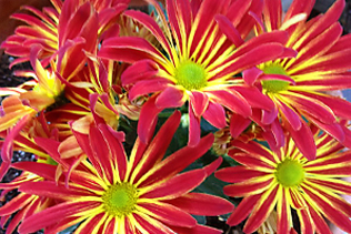 Chrysanthemum