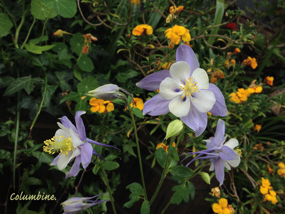 Columbine