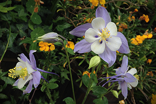 Columbine