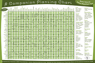 Companion Planting