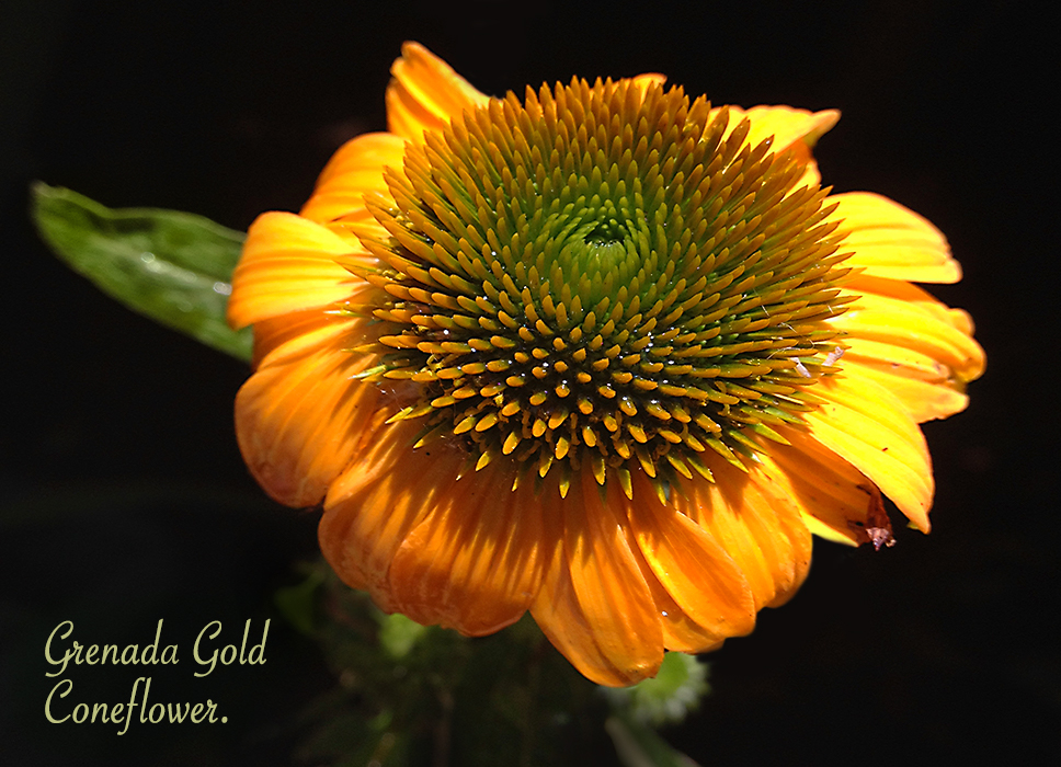 Coneflower Closeup