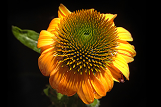 Coneflower Closeup