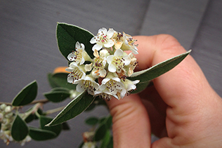 Cotoneaster Flowers